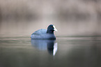 black coot