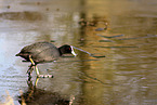 black coot