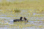 Eurasian black coot