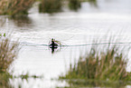 Eurasian black coot