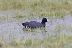 Eurasian black coot