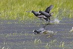 Eurasian black coot