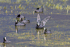 Eurasian black coot