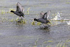 Eurasian black coot