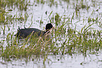 Eurasian black coot