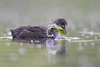 Eurasian black coot