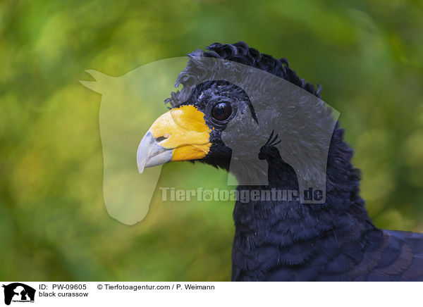 Glattschnabelhokko / black curassow / PW-09605