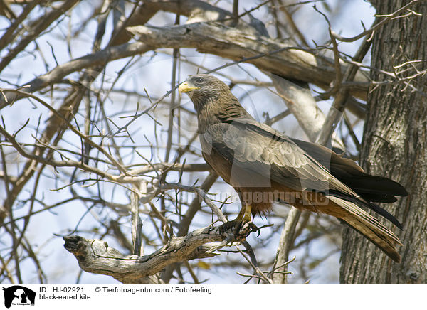 Schwarzmilan / black-eared kite / HJ-02921