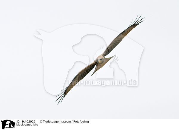 black-eared kite / HJ-02922