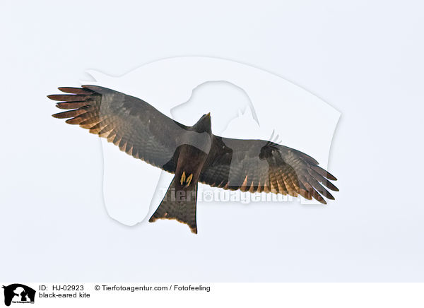 Schwarzmilan / black-eared kite / HJ-02923