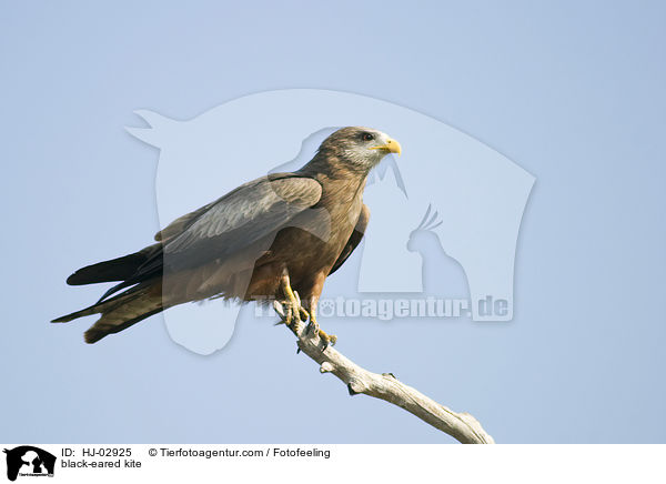 Schwarzmilan / black-eared kite / HJ-02925