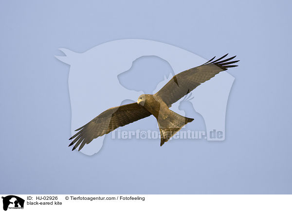 Schwarzmilan / black-eared kite / HJ-02926