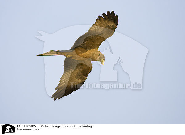 black-eared kite / HJ-02927