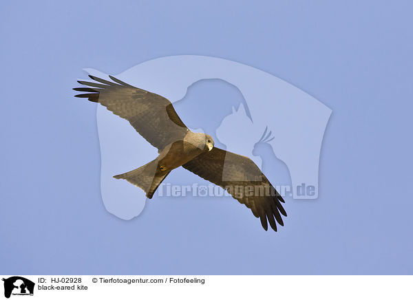 Schwarzmilan / black-eared kite / HJ-02928