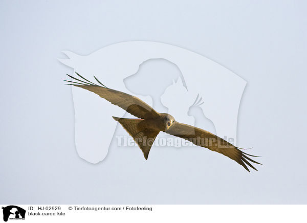 black-eared kite / HJ-02929