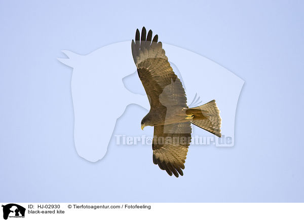 Schwarzmilan / black-eared kite / HJ-02930