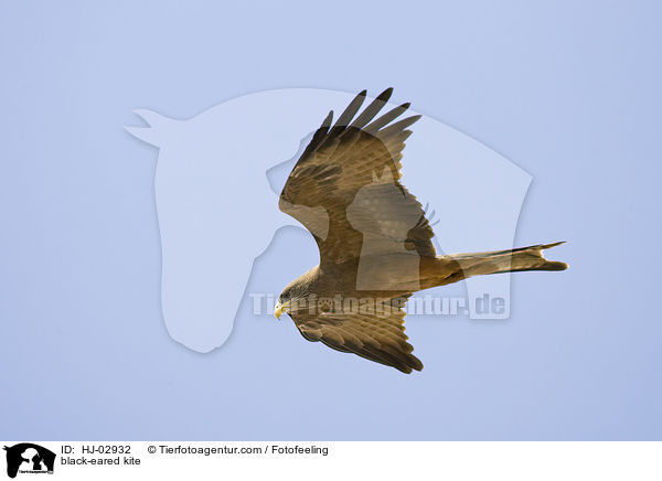 Schwarzmilan / black-eared kite / HJ-02932