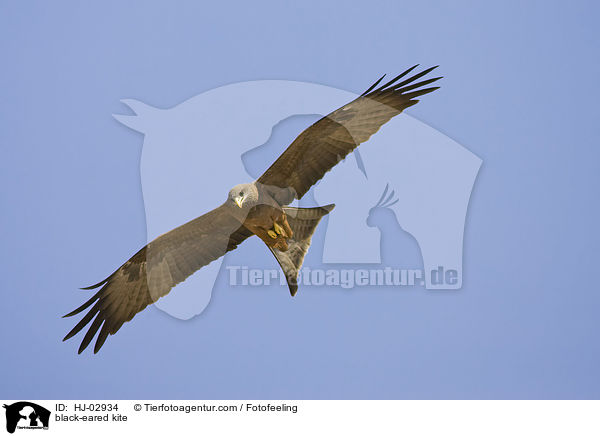 Schwarzmilan / black-eared kite / HJ-02934