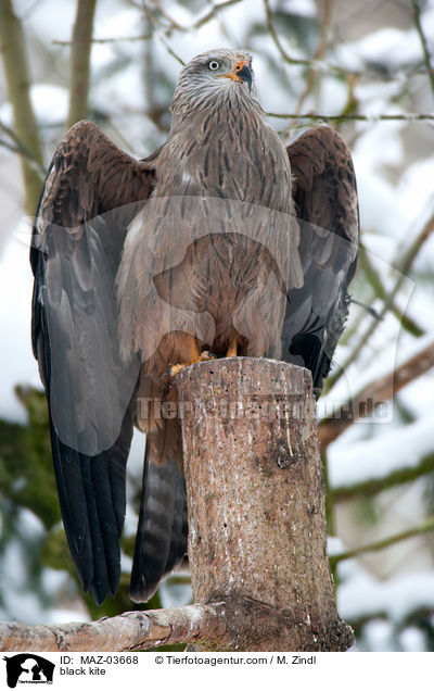 black kite / MAZ-03668