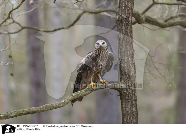 sitzender Schwarzmilan / sitting Black Kite / PW-05807
