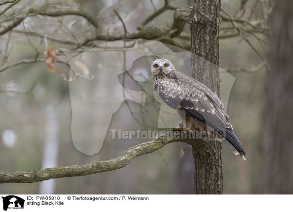 sitzender Schwarzmilan / sitting Black Kite / PW-05810