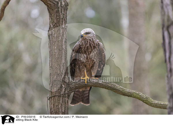 sitzender Schwarzmilan / sitting Black Kite / PW-05816