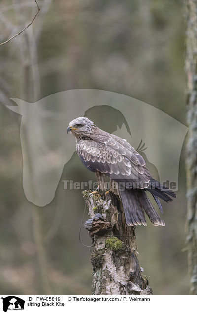 sitting Black Kite / PW-05819