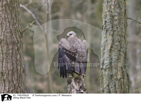 sitzender Schwarzmilan / sitting Black Kite / PW-05824