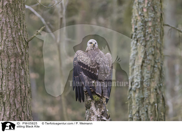 sitzender Schwarzmilan / sitting Black Kite / PW-05825