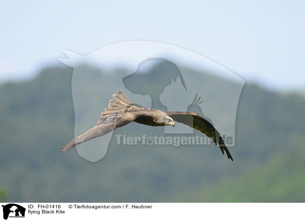 fliegender Schwarzmilan / flying Black Kite / FH-01416