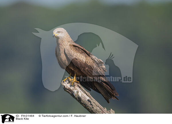 Black Kite / FH-01464