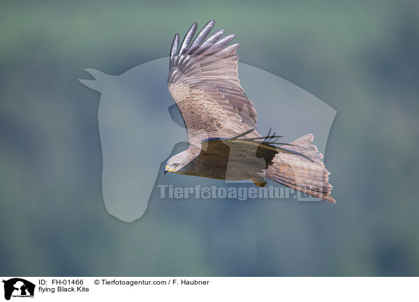 flying Black Kite / FH-01466