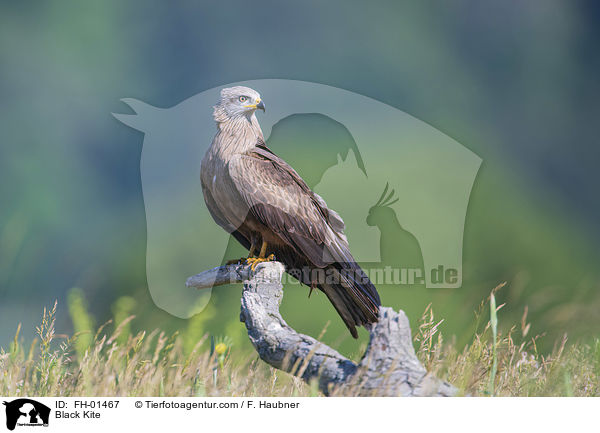 Black Kite / FH-01467