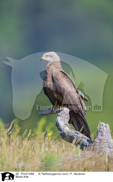 Black Kite / FH-01468