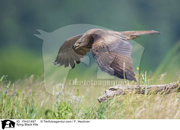 flying Black Kite / FH-01487