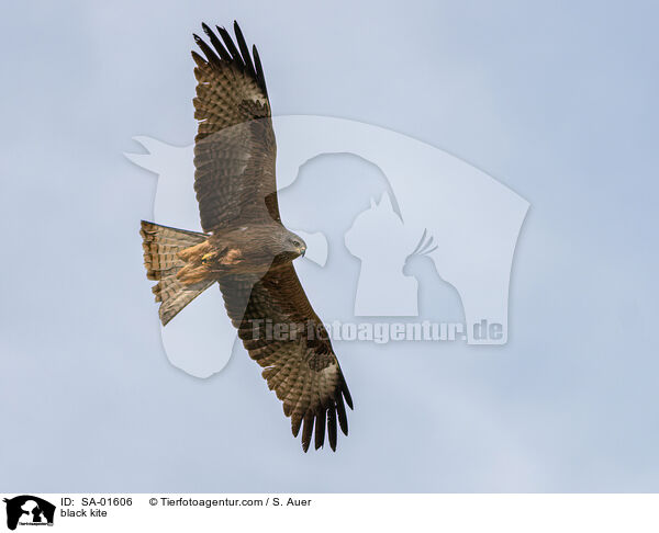 black kite / SA-01606