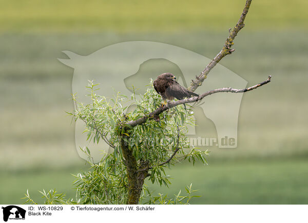 Schwarzmilan / Black Kite / WS-10829
