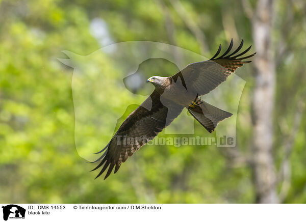 Schwarzmilan / black kite / DMS-14553