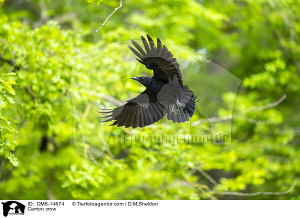 Rabenkrhe / Carrion crow / DMS-14674