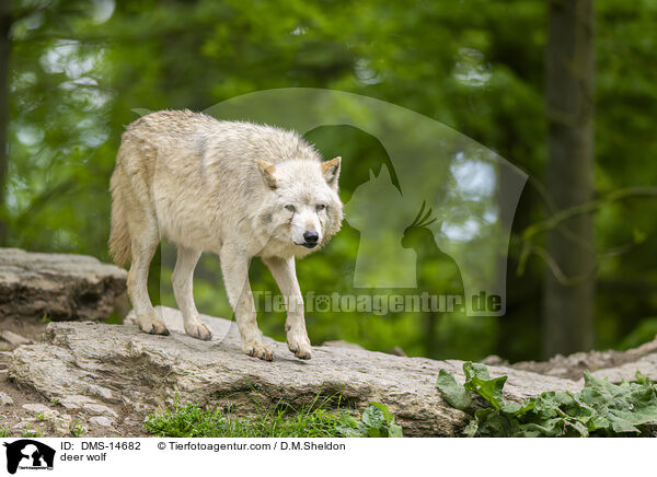Timberwolf / deer wolf / DMS-14682