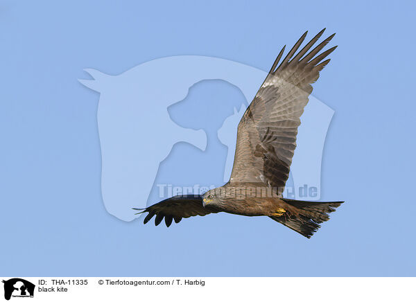 Schwarzmilan / black kite / THA-11335