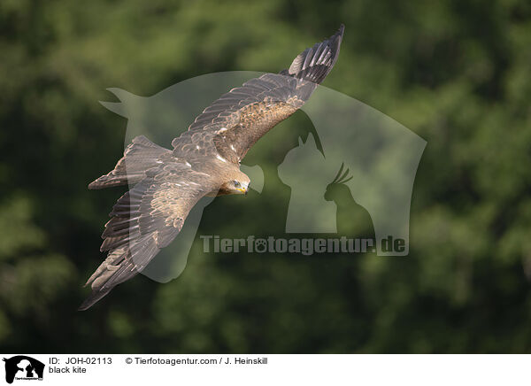 Schwarzmilan / black kite / JOH-02113