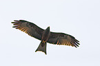 black-eared kite