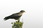 black-eared kite