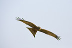 black-eared kite