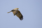 black-eared kite