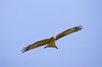 black-eared kite