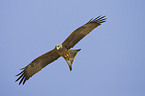 black-eared kite