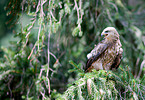 black kite