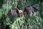 black kite